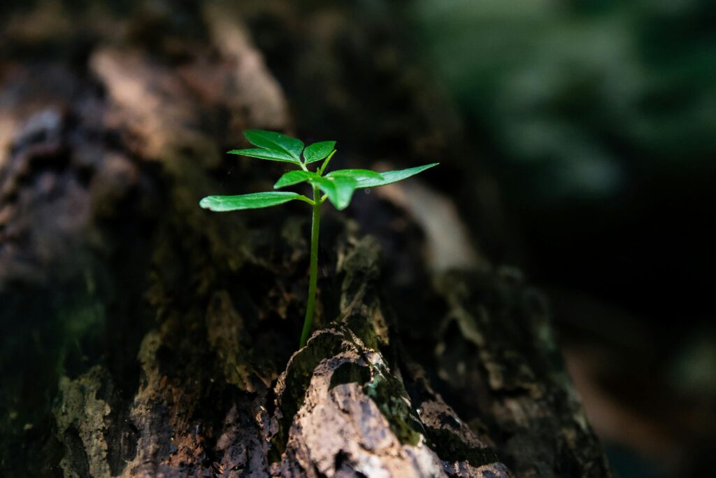 pexels-photo-1151418-1151418 A vibrant green seedling emerges from decaying wood, symbolizing nature's growth.