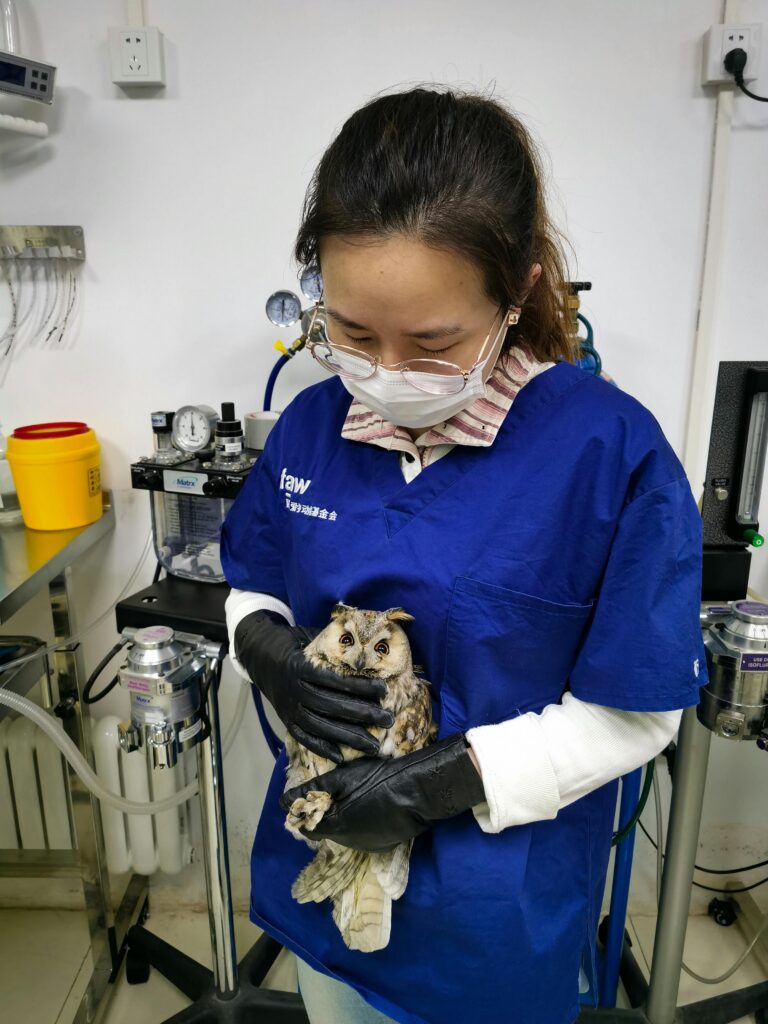 pexels-photo-5486952-5486952 Vet in surgical room holds a long-eared owl for examination, showcasing animal care and rescue.