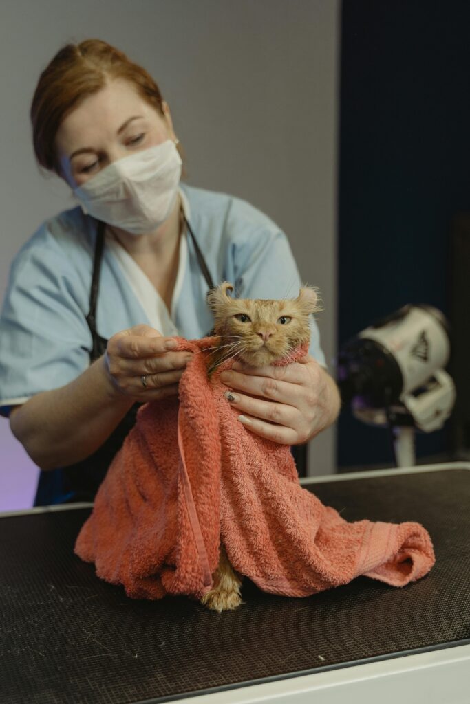 pexels-photo-6131543-6131543 A veterinarian in a mask grooming a cat wrapped in a towel.