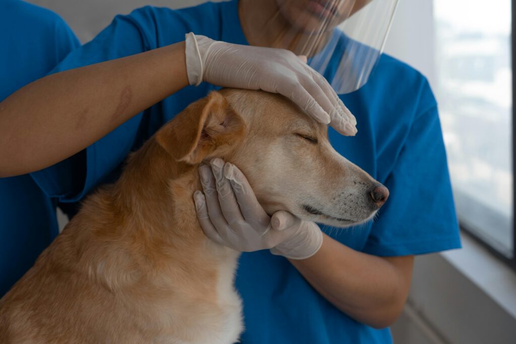 pexels-photo-7469229-7469229 Veterinarian carefully checks and comforts a dog in a clinic environment.